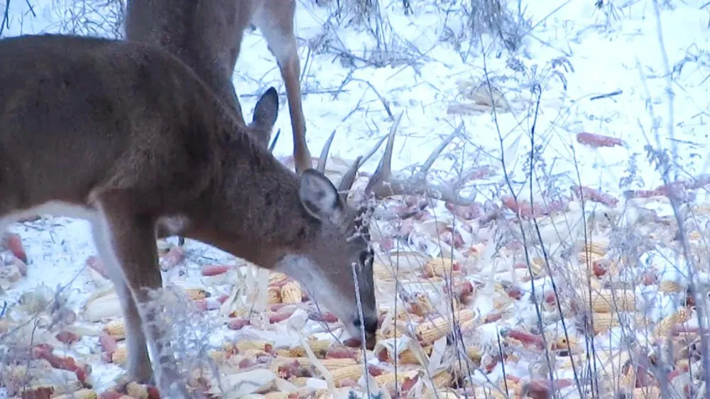 Bucks right outside the blind!