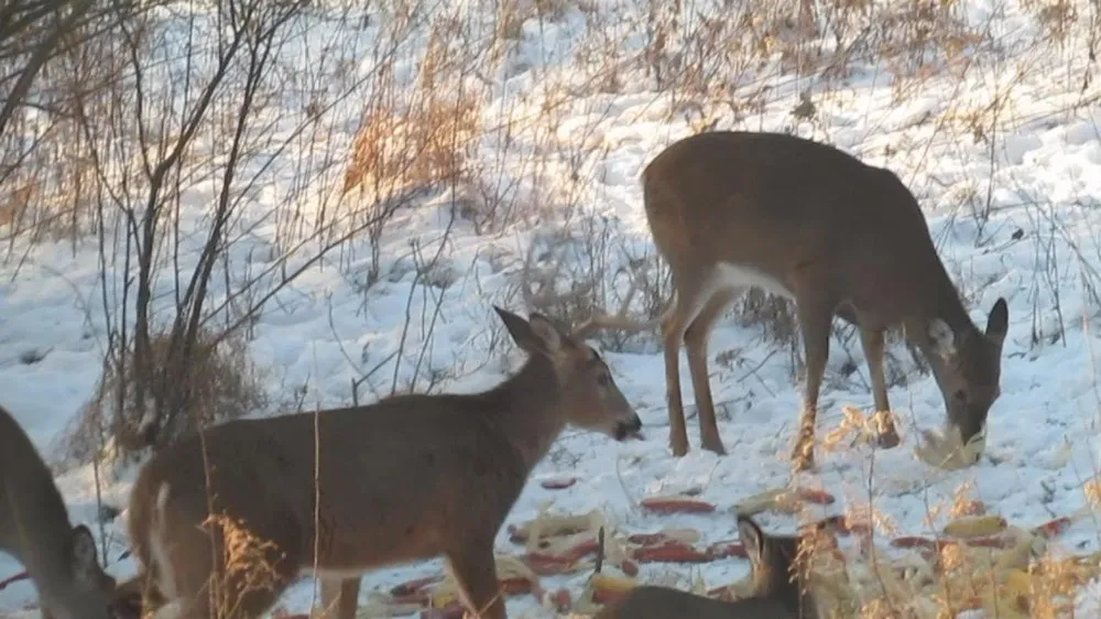 Lots of deer outside the blind
