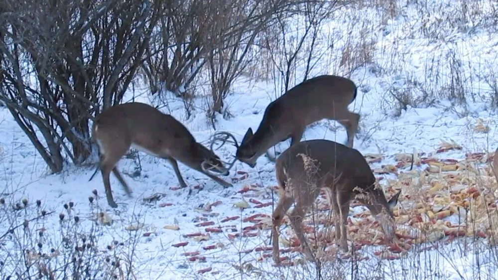 Bucks sparring outside the blind
