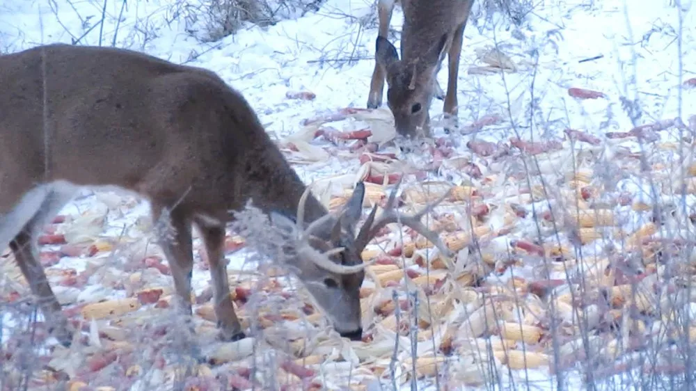Deer chomping corn while we are staying warm